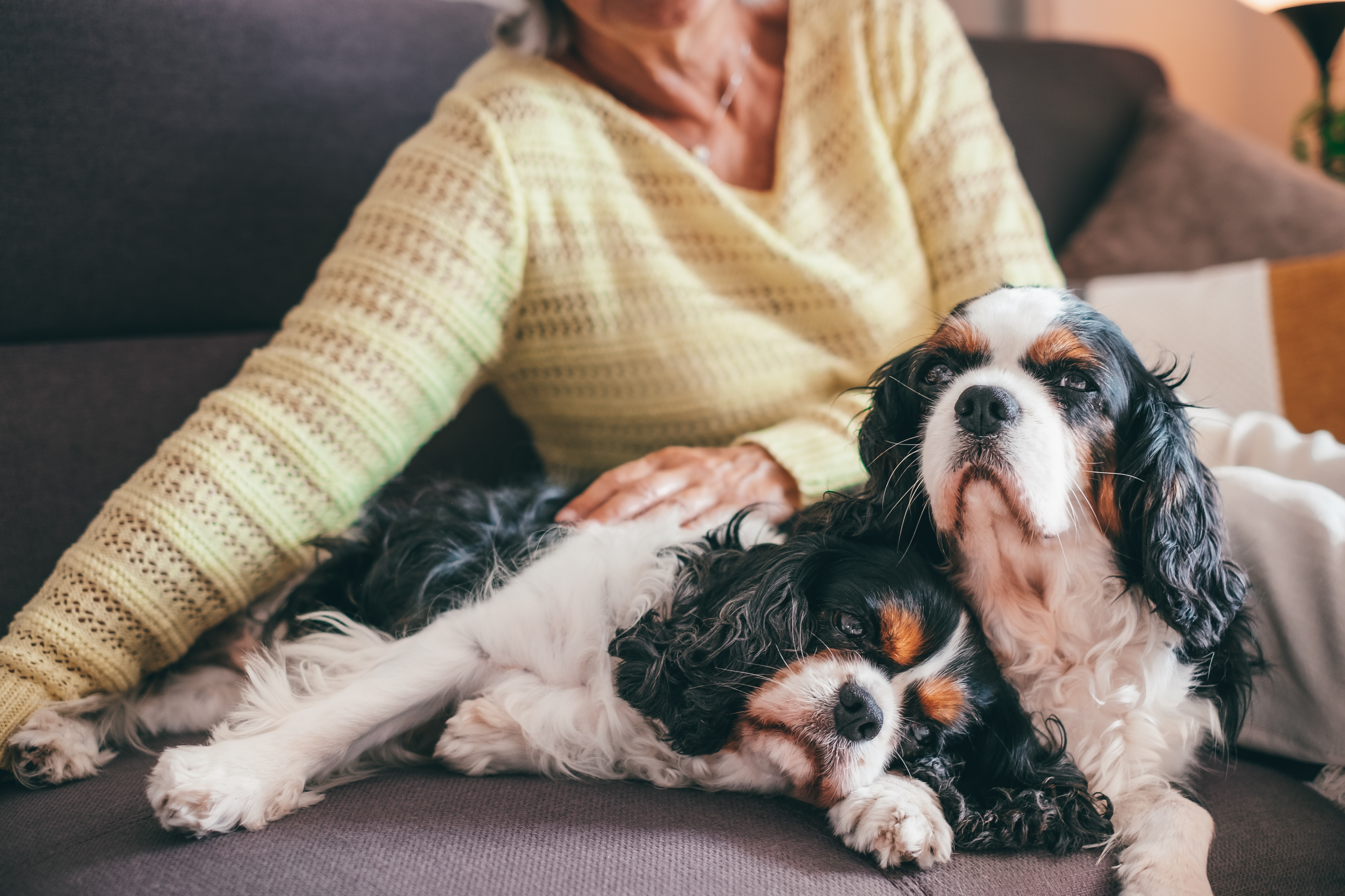 Beautiful Cute Couple Of Cavalier King Charles Spa 2023 09 15 23 48 43 Utc