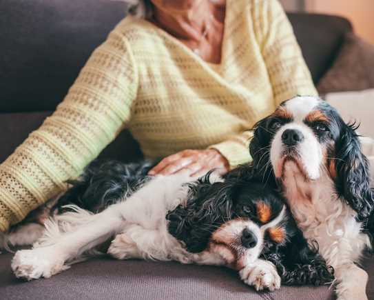 Beautiful Cute Couple Of Cavalier King Charles Spa 2023 09 15 23 48 43 Utc