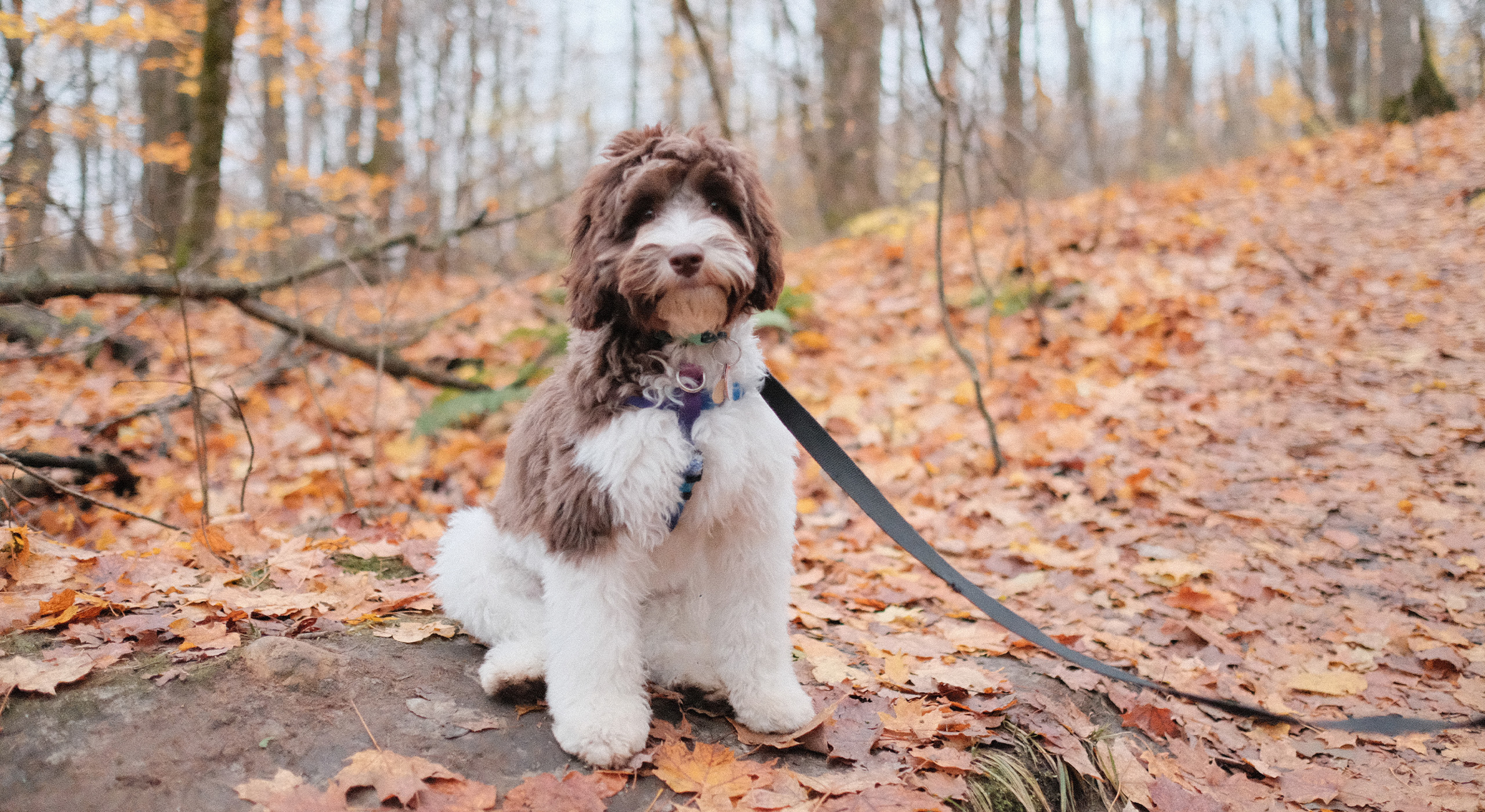 LABRADOODLE2