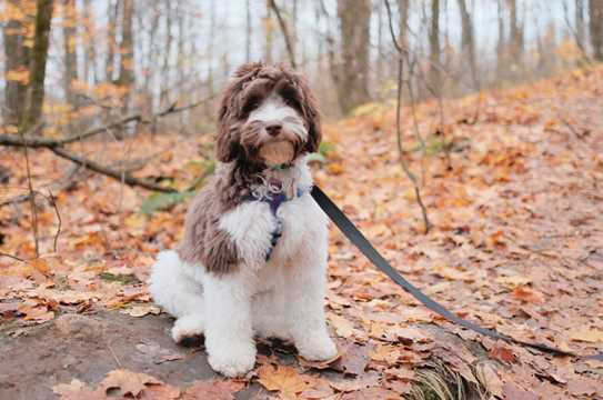LABRADOODLE2