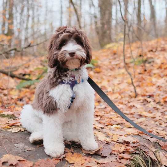LABRADOODLE2