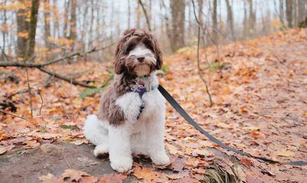 LABRADOODLE2