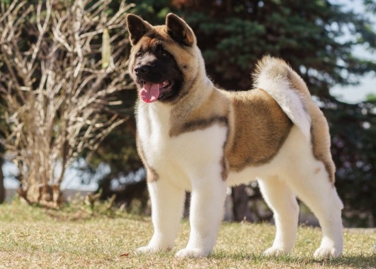American Akita Welpe 1024X731