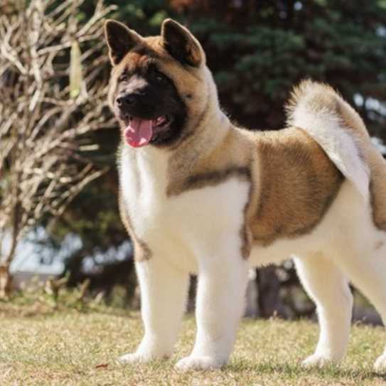 American Akita Welpe 1024X731