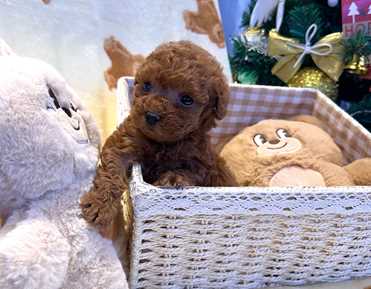 TOY POODLE (6)