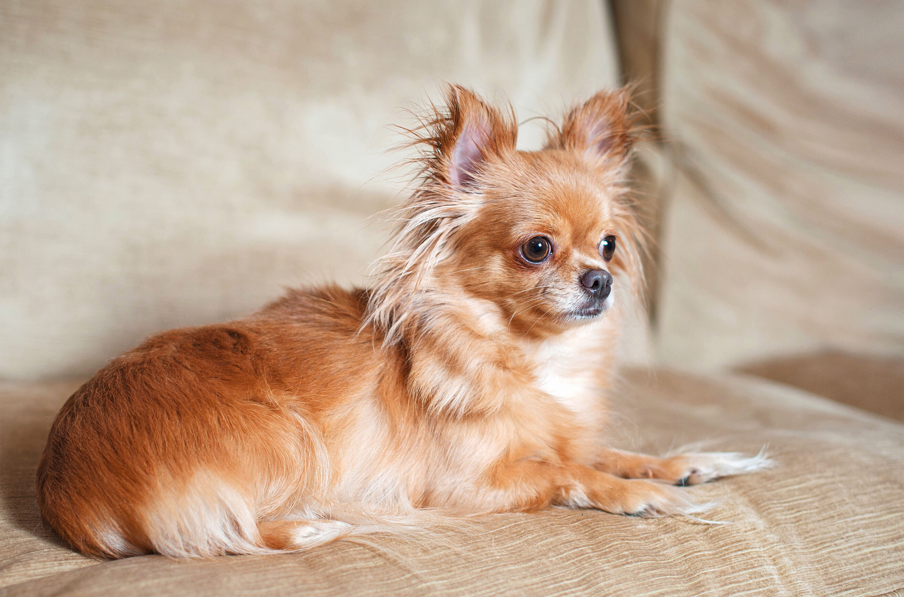 Chihuahua