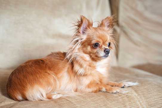 Chihuahua