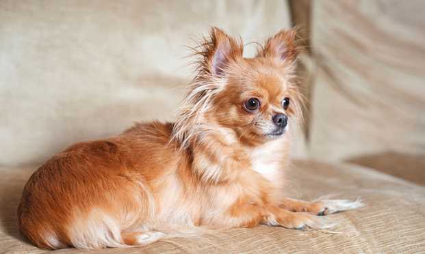 Chihuahua