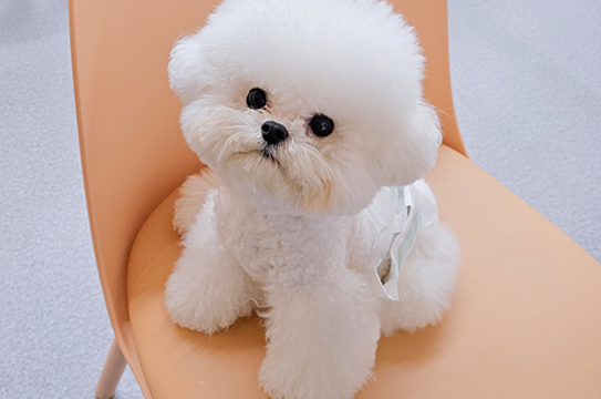 시흥강아지분양 (1) (1)