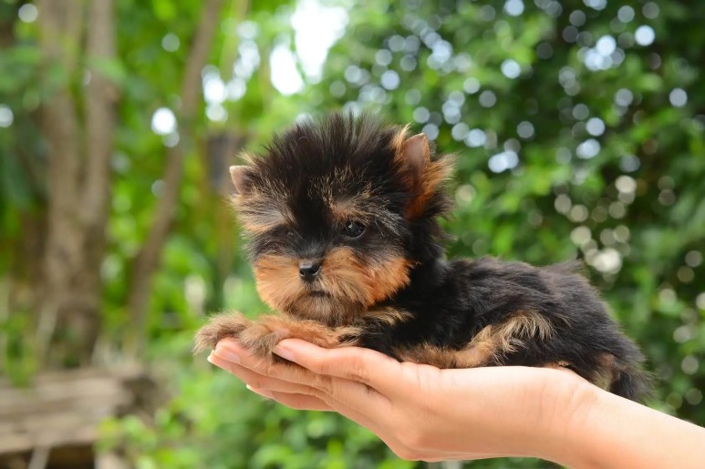 The Complete Teacup Yorkie Care Guide Price Lifespan And More... Cover