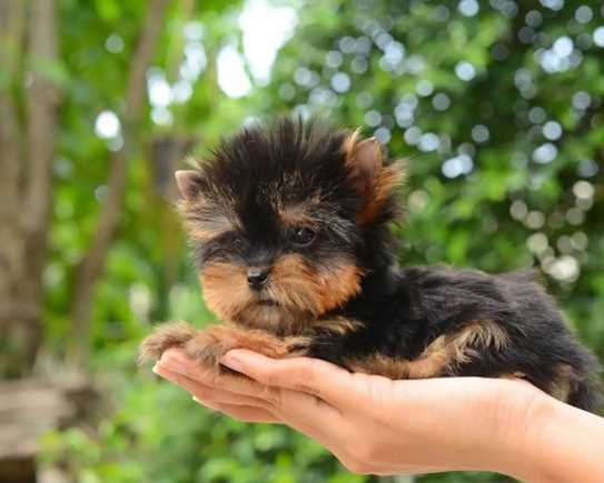 The Complete Teacup Yorkie Care Guide Price Lifespan And More... Cover