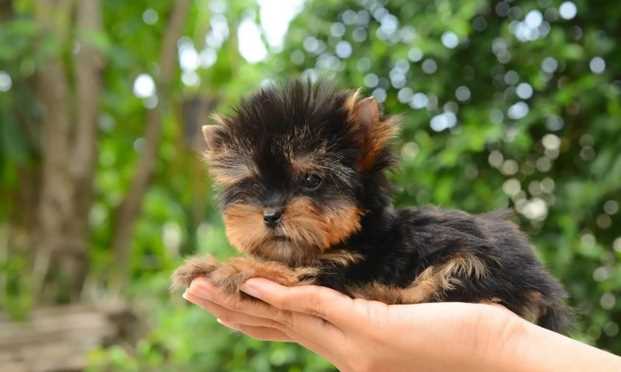 The Complete Teacup Yorkie Care Guide Price Lifespan And More... Cover
