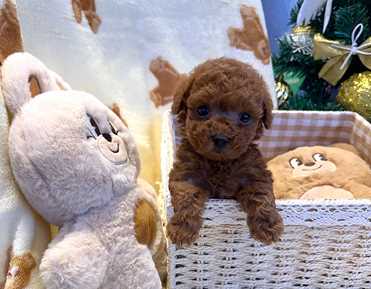 TOY POODLE (1)