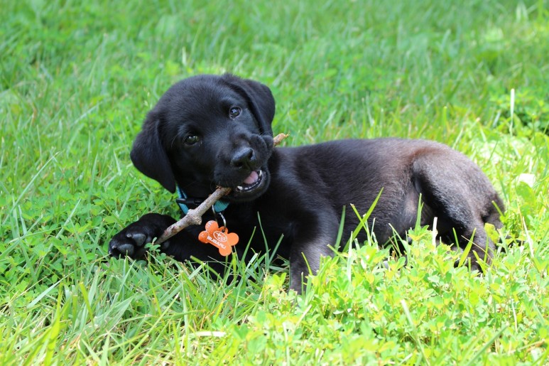 Puppy 637784 1280