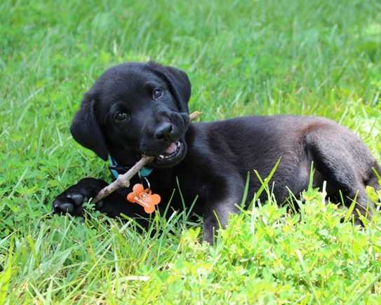 Puppy 637784 1280