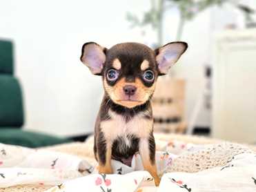 Chihuahua (20)