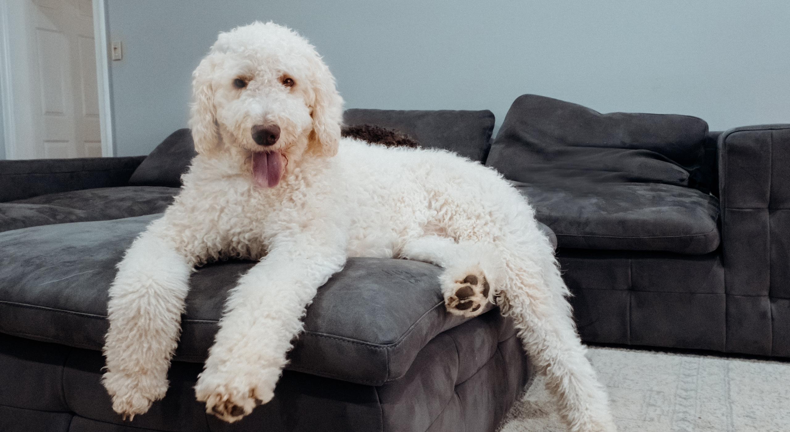 Labradoodle