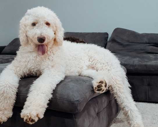 Labradoodle