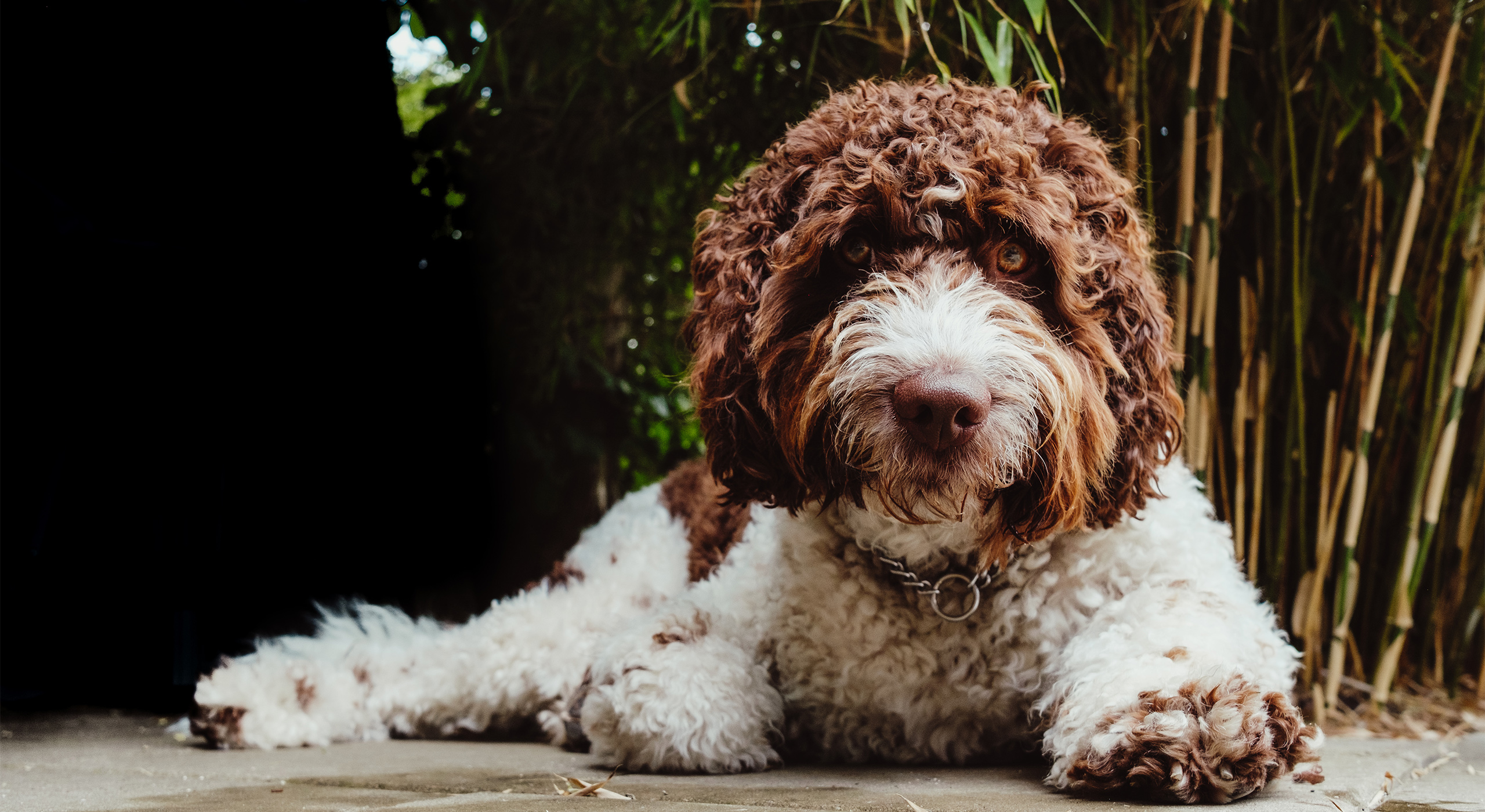 Labradoodle1
