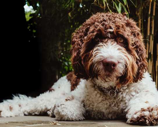 Labradoodle1