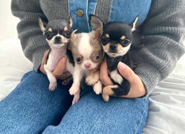 Chihuahua (25)