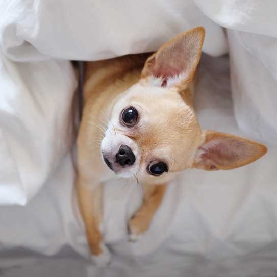 Chihuahua In Bed 2022 11 16 15 17 31 Utc