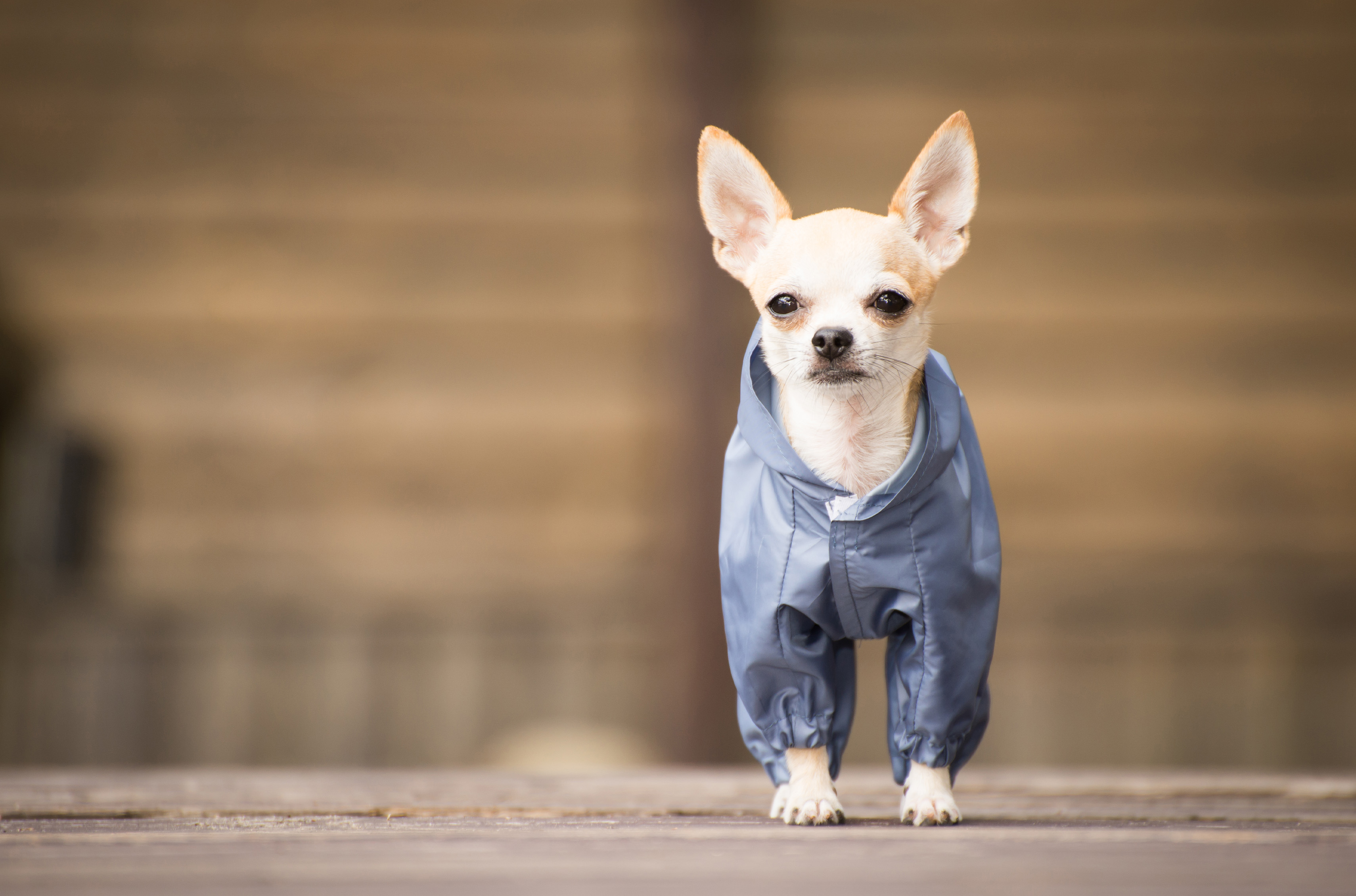 Chihuahua3