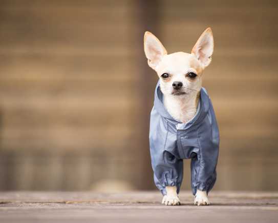 Chihuahua3