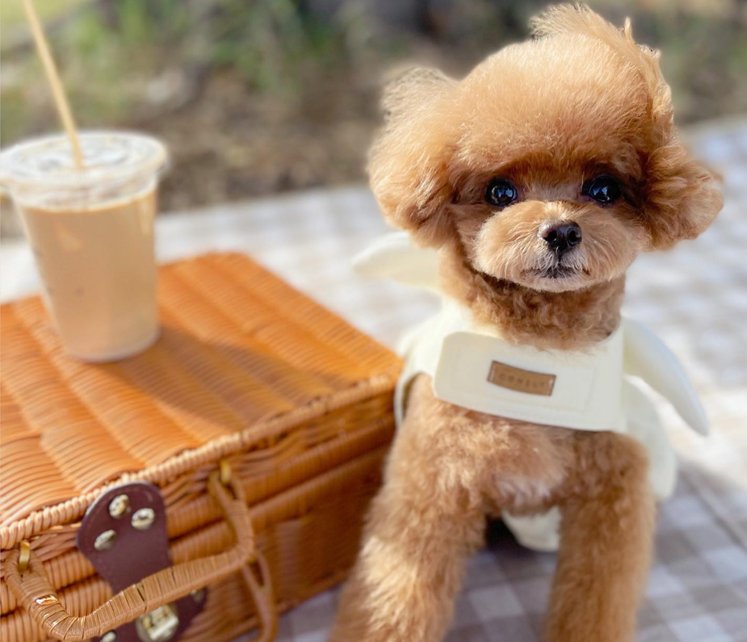 Tpoodle