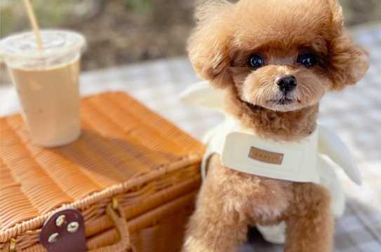 Tpoodle