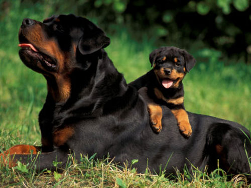 Rottweilers