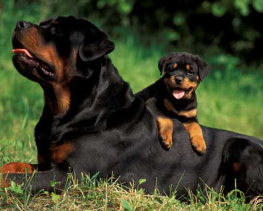 Rottweilers