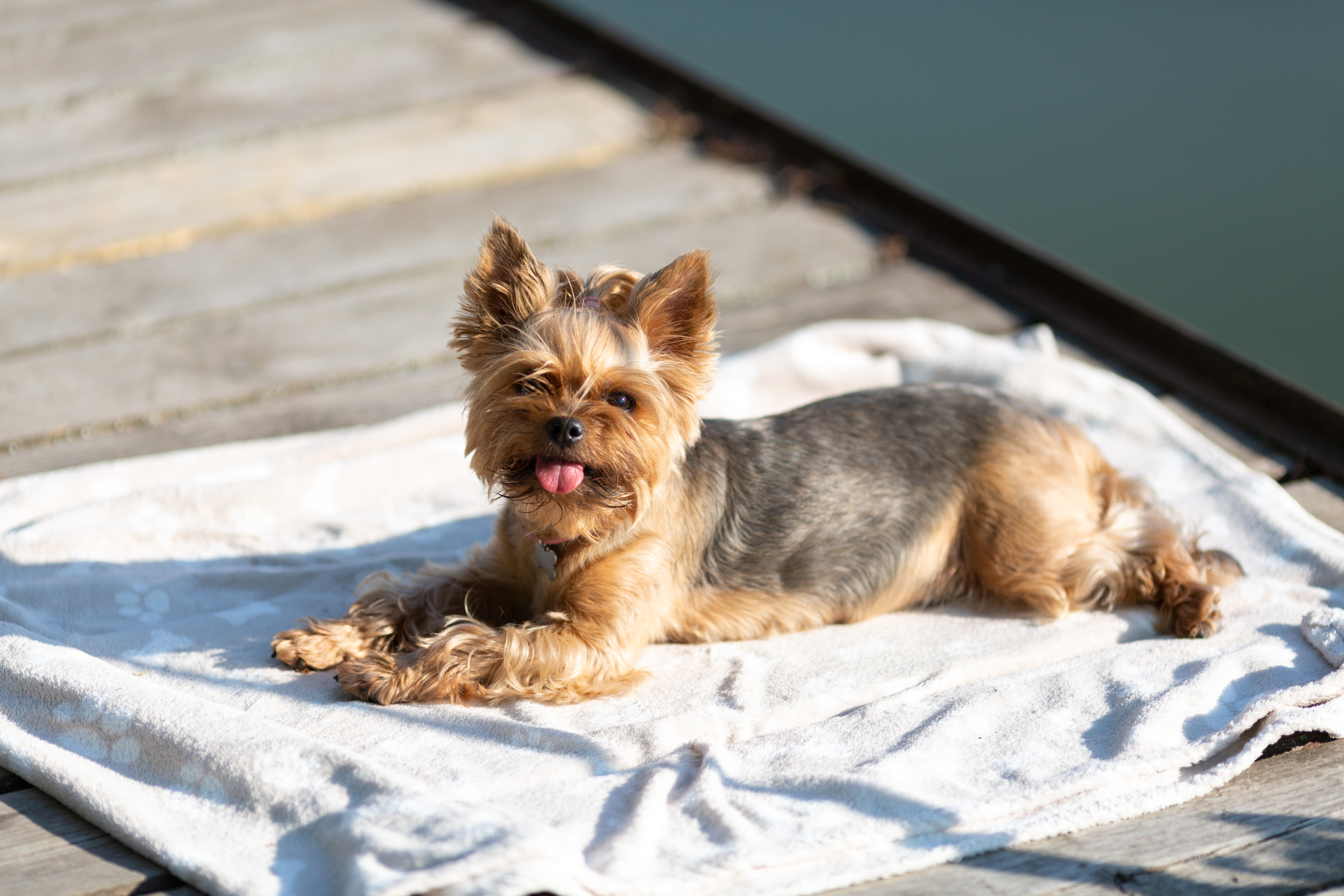 A Yorkshire Terrier Dog Is Lying On A Blanket 2022 08 16 17 18 01 Utc