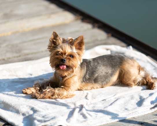 A Yorkshire Terrier Dog Is Lying On A Blanket 2022 08 16 17 18 01 Utc