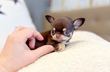 Chihuahua (14)
