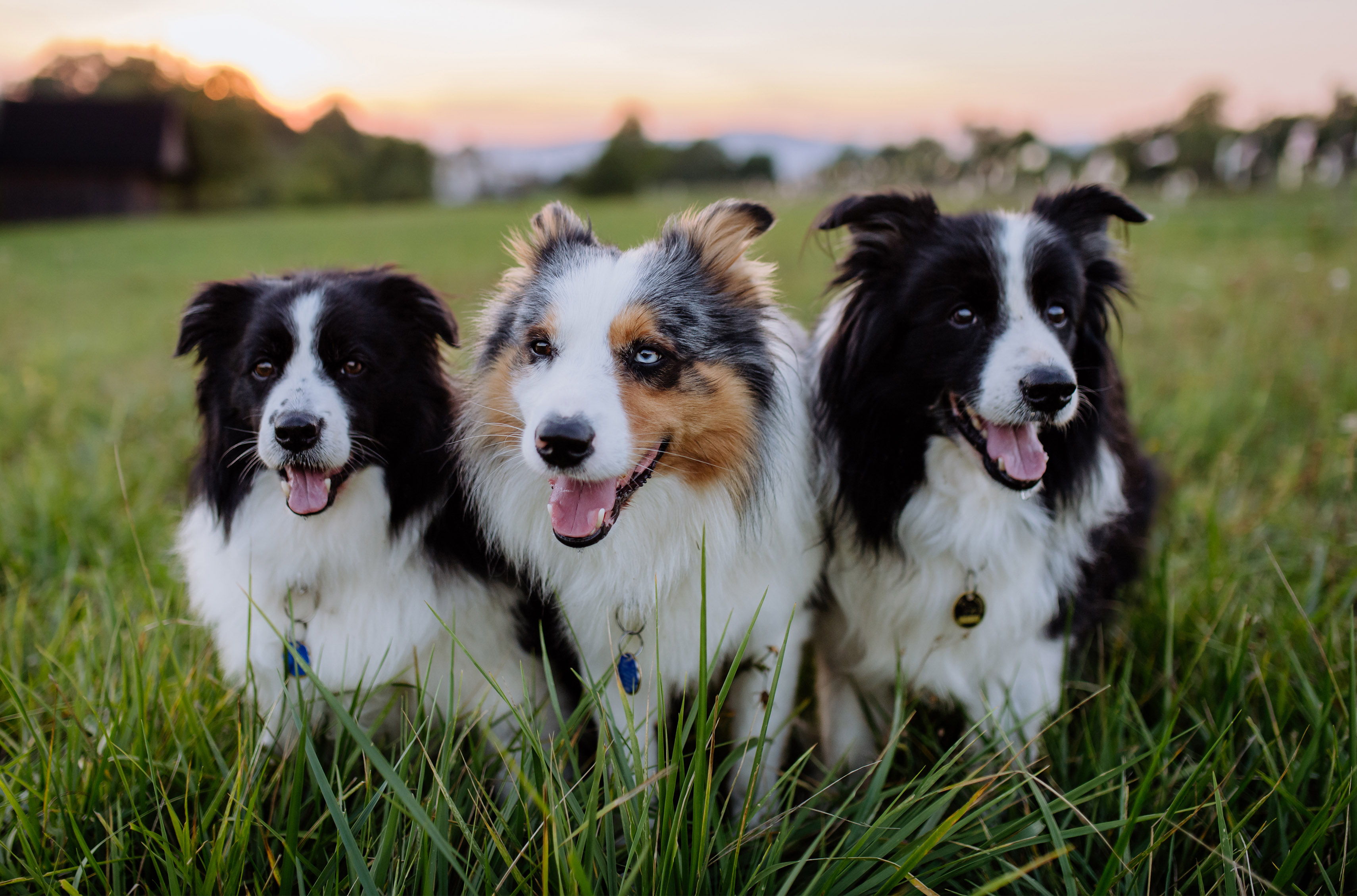 Border Collie2