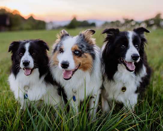 Border Collie2