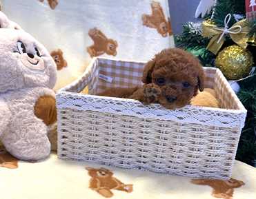 TOY POODLE (3)