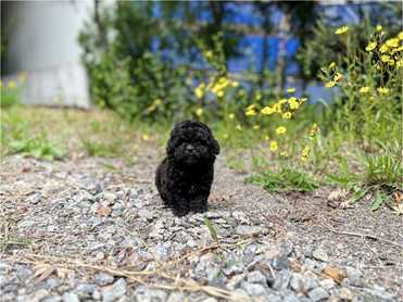 Maltipoo (84)
