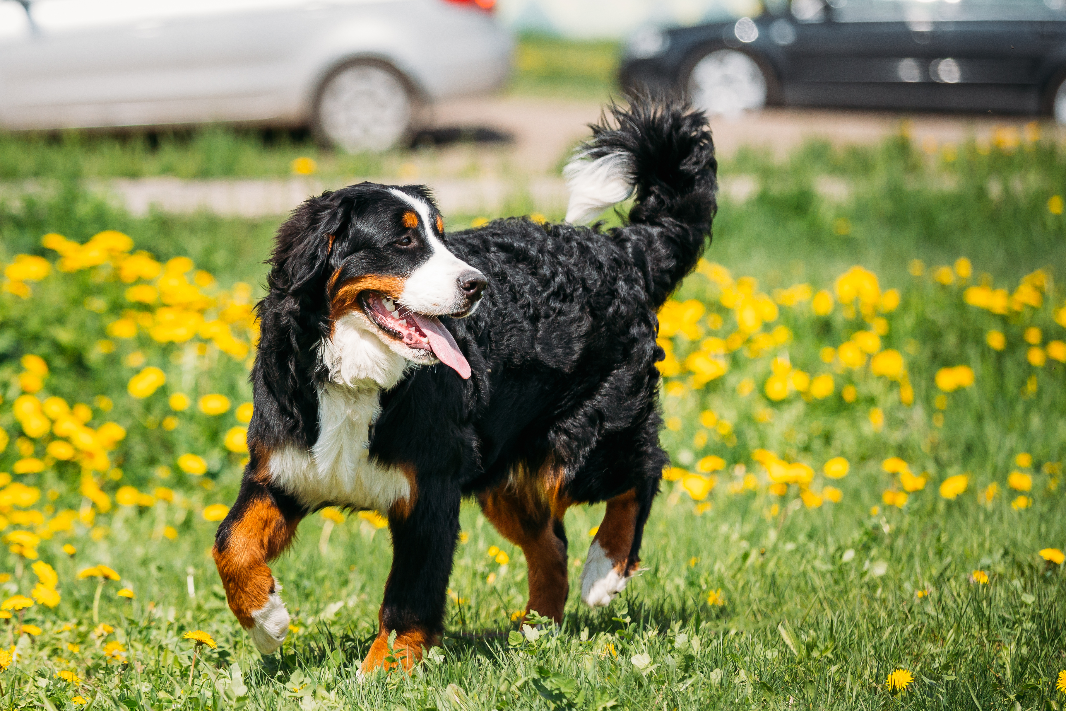 Bernese Mountain Dog Berner Sennenhund Play Outdoo 2021 08 26 23 06 00 Utc