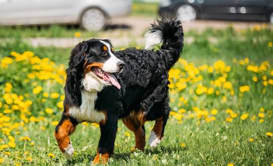 Bernese Mountain Dog Berner Sennenhund Play Outdoo 2021 08 26 23 06 00 Utc