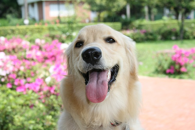 Dog 687315 640