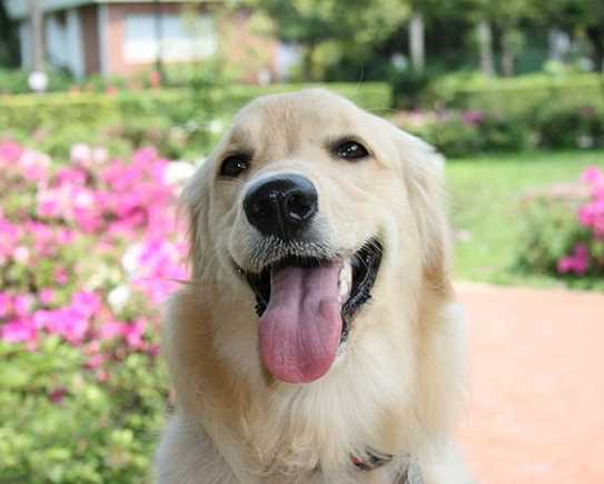 Dog 687315 640