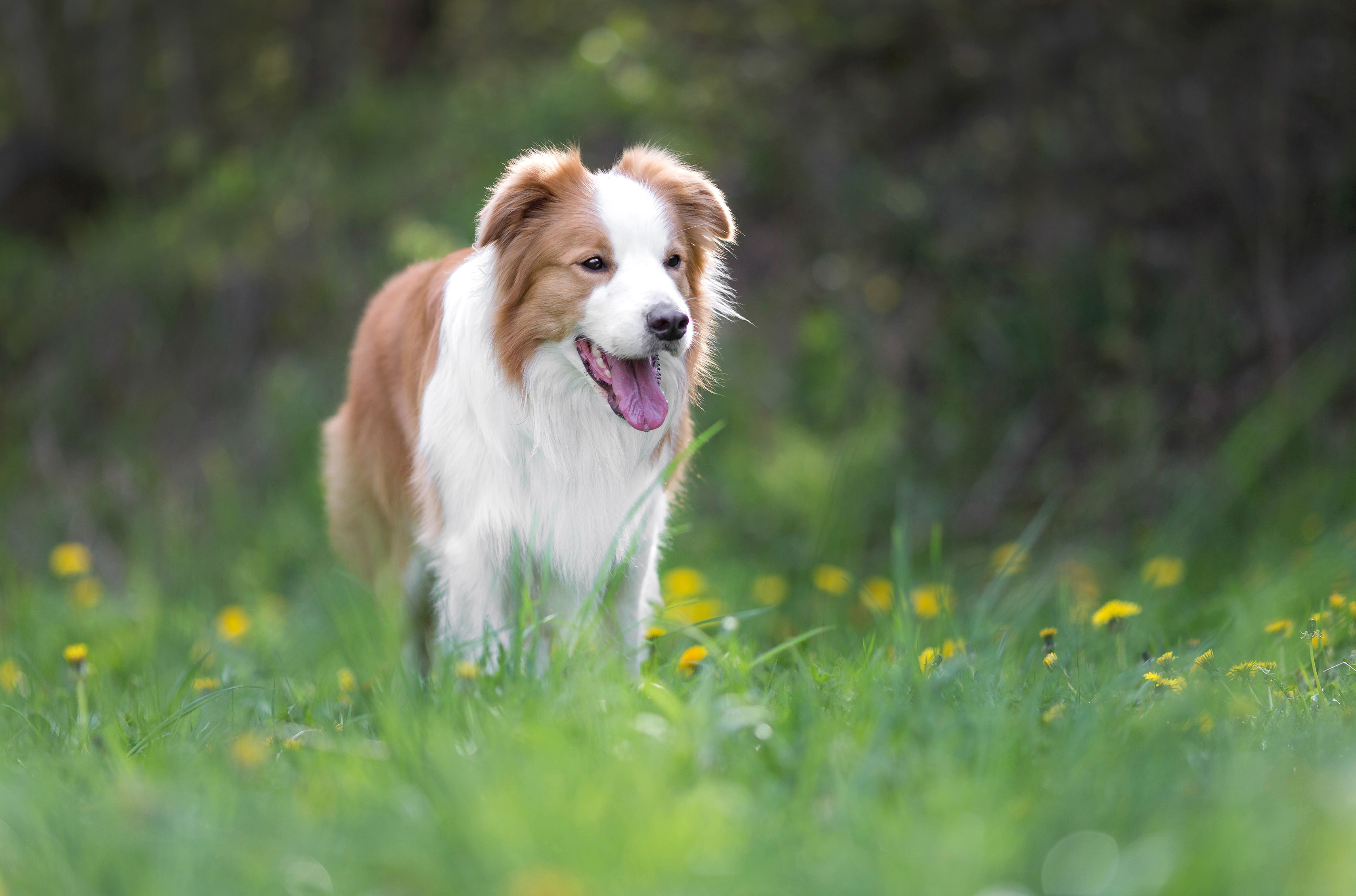 Border Collie1