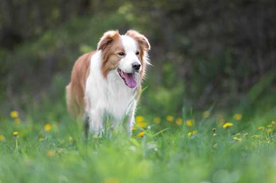 Border Collie1