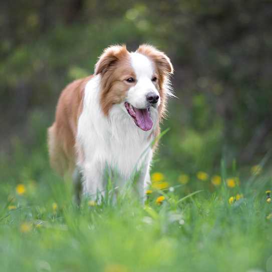Border Collie1