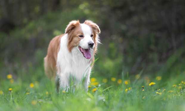 Border Collie1