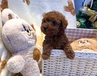 TOY POODLE (2)