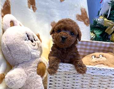 TOY POODLE (5)