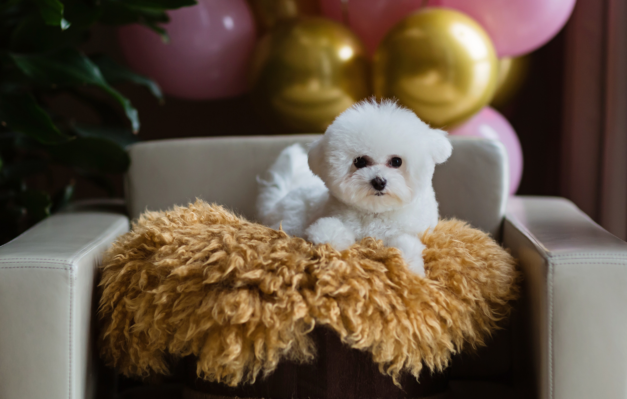 BICHON1
